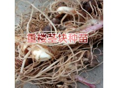 重樓種子直播種植技術(shù)方法與事項圖3