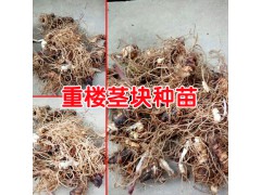 重樓種植* 重樓崔芽技術(shù)_ 重樓種苗圖2