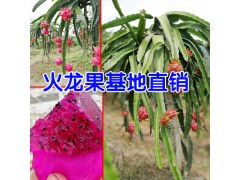 火龍果種植技術(shù)_火龍果種植方法圖3