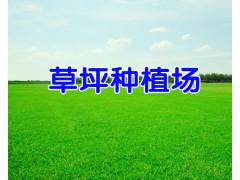 安寧草坪|安寧草坪銷售|安寧草坪低價供應圖2