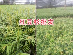 騰沖紅豆杉苗批發(fā)價格咨詢圖2