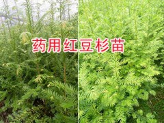 云南藥用紅豆杉苗：騰沖紅豆杉苗木，規(guī)格齊全圖2