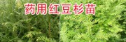 云南哪里紅豆杉苗好？騰沖紅豆杉優(yōu)質(zhì)苗—