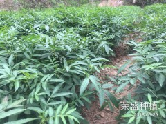 德欽縣哪里有青花椒&花椒苗銷售-13887043679圖2