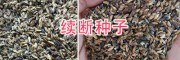 哪有續(xù)斷種子賣？續(xù)斷種子育苗方法_大理續(xù)斷種子銷售