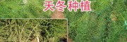 天冬苗銷售：云南大理賓川優(yōu)質(zhì)天冬苗