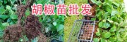 紅胡椒、綠胡椒的區(qū)別/云南黑胡椒苗、白胡椒苗