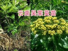 吳茱萸種植方法簡述，用好苗今年種明年掛果圖2