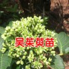 一棵吳茱萸能結(jié)多少果?_云南哪里有吳茱萸苗