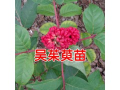 一棵吳茱萸能結(jié)多少果?_云南哪里有吳茱萸苗圖3