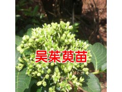 吳茱萸苗價格_吳茱萸樹苗*吳茱萸種苗* 云南吳茱萸苗圖3