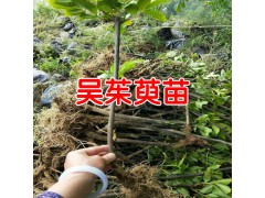 哪里有吳茱萸苗_哪里有吳茱萸樹(shù)苗?圖2