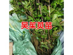 哪里有吳茱萸苗_哪里有吳茱萸樹(shù)苗?圖3