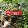 吳茱萸苗哪里有?_吳茱萸苗哪里有售[免費種植指導(dǎo)]