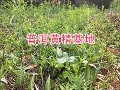 哪里批發(fā)（求購(gòu)）滇黃精種苗_云南普洱黃精苗批發(fā)圖1