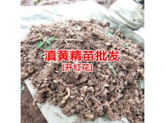 黃精種植高產(chǎn)技術栽培管理_普洱黃精苗圃圖3