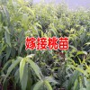 高產(chǎn)杏子苗種植技術(shù)_