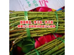 云南嫁接桃樹苗_核桃樹苗嫁接 -圖2