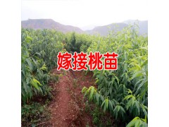 云南嫁接桃樹苗_核桃樹苗嫁接 -圖3