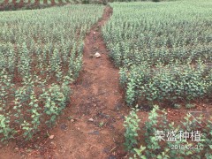 賓川縣哪里有蘋果苗-昭通蘋果基地 13887043679圖2