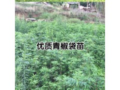 云南花椒苗-云南今日均價是多少?圖2