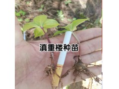 大量出售滇重樓籽種/滇重樓育苗-13887290917圖2