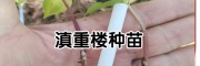 滇重樓籽種/滇重樓育苗-云南明遠(yuǎn)中藥材種植有限公司