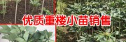 重樓苗哪里賣買- 重樓苗哪里有? 15877812999