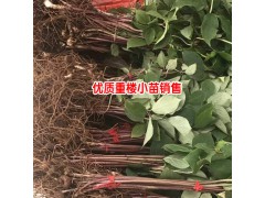 云南重樓種植畝產多少種子?圖3