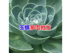 養(yǎng)多肉植物方法$玉蝶的介紹圖2