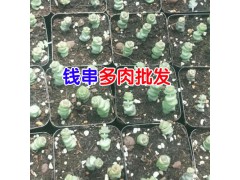 多肉植物圖片_多肉植物花卉圖片大全圖2