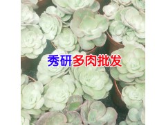 多肉植物適宜的溫度是多少?_昆明榮華多肉批發(fā)圖2