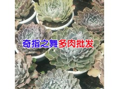 肉多圖片植物*肉多植物圖片_葉子多肉植物圖2