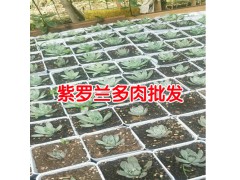 多肉葉子變軟的原因_昆明多肉植物批發(fā)市場圖1