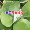 [昆明多肉植物批發(fā)市場(chǎng)]客服是多少?