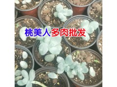 可愛玫瑰多肉植物多少錢?_昆明多肉植物種植批發(fā)基地圖1