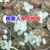 可愛玫瑰多肉植物多少錢?_昆明多肉植物種植批發(fā)基地