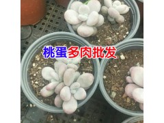 可愛玫瑰多肉植物多少錢?_昆明多肉植物種植批發(fā)基地圖2