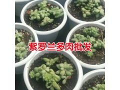 昆明多肉植物批發(fā)去哪里?_多肉批發(fā)客服圖2