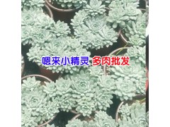 昆明多肉植物批發(fā)去哪里?_多肉批發(fā)客服圖3