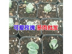 昆明多肉植物批發(fā)去哪里?_多肉批發(fā)客服圖1