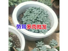 云南多肉植物基地批發(fā)_ 云南肉嘟嘟生產(chǎn)廠(chǎng)家技術(shù)資料大全圖2