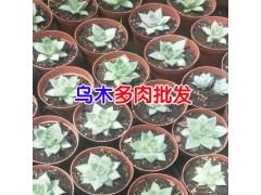 云南多肉植物怎么養(yǎng)?圖2