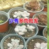 多肉植物昆明哪里多?_昆明多肉植物多少錢一盆?