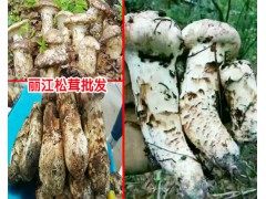 當(dāng)歸的價(jià)格多少錢一斤?-種植當(dāng)歸的畝效益麗江農(nóng)特產(chǎn)信息網(wǎng)圖3