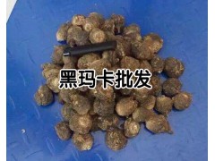 云南黑瑪卡種植基地_云南瑪卡種植戶圖2