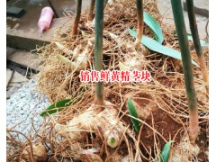 銷售鮮黃精莖塊_貴州'/云南/四川鮮黃精種植公司圖2