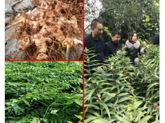 銷售鮮黃精莖塊_貴州'/云南/四川鮮黃精種植公司圖3