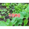 牛蒡保底回收產(chǎn)品-牛蒡種子批發(fā)銷售廠家18216536586