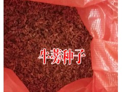 產(chǎn)地牛蒡種子_貴州牛蒡種苗多少錢一株?圖2